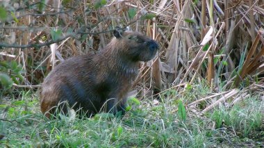 Capibara Bolivya, Güney Amerika.