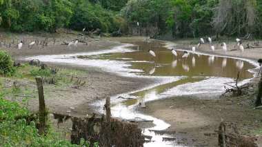 Jabiru Bolivya, Güney Amerika.