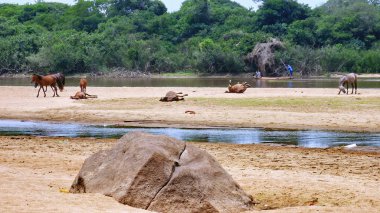 Fleuve gezisi. Bolivya, Güney Amerika.