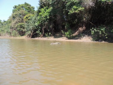 Siyah Fleuve. Bolivya, Güney Amerika.
