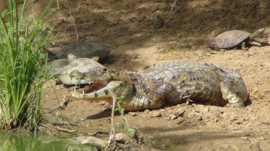 Reptil Bolivya, Güney Amerika.