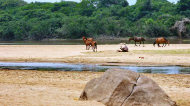 Fleuve gezisi. Bolivya, Güney Amerika.