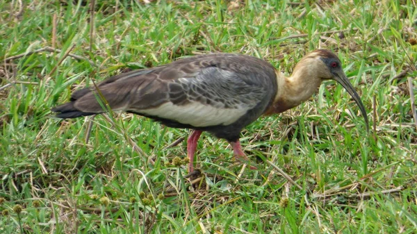 Ibis Bolivya, Güney Amerika.