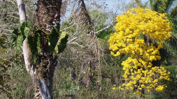 Ağaç Bolivya, Güney Amerika.
