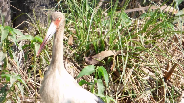 Leylek Bolivya, Güney Amerika.