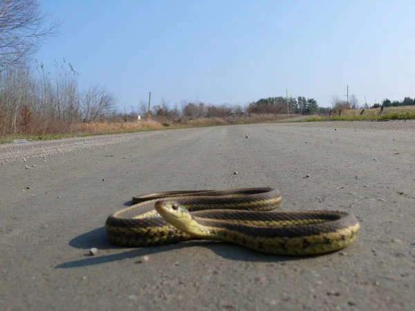 Snake in Quebec. Canada, north America. — Stock Photo, Image