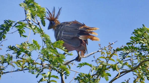 Hoazin Bolivya, Güney Amerika.