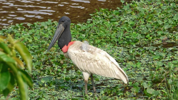 Jabiru w Boliwii, Ameryka Południowa. — Zdjęcie stockowe