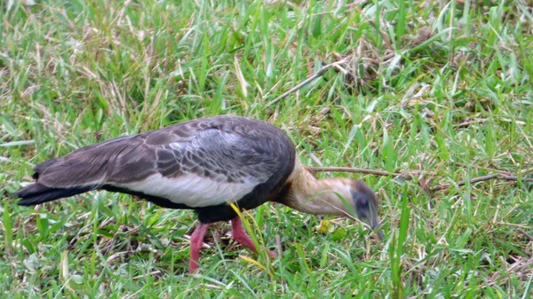 Ibis Bolivya, Güney Amerika.