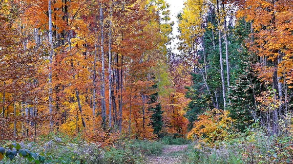 Otoño en Quebec. Canadá, América del Norte . — Foto de Stock