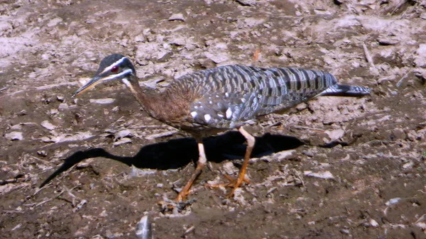 Güneş Bolivya, Güney Amerika.
