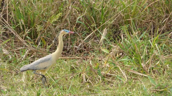 Güneş Bolivya, Güney Amerika.