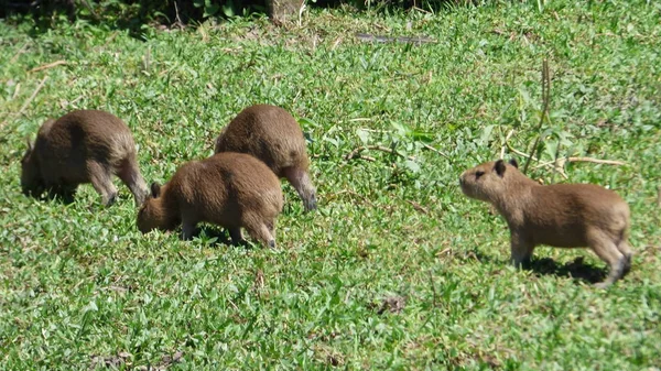 Kapybara i Bolivia, Sydamerika. — Stockfoto
