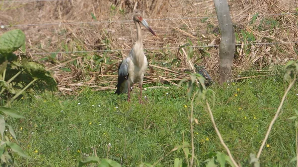 Leylek Bolivya, Güney Amerika.