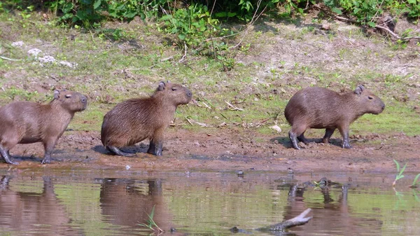 南米ボリビアのカピバラ. — ストック写真