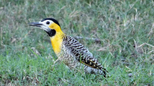 Vida selvagem na Bolívia, América do Sul . — Fotografia de Stock