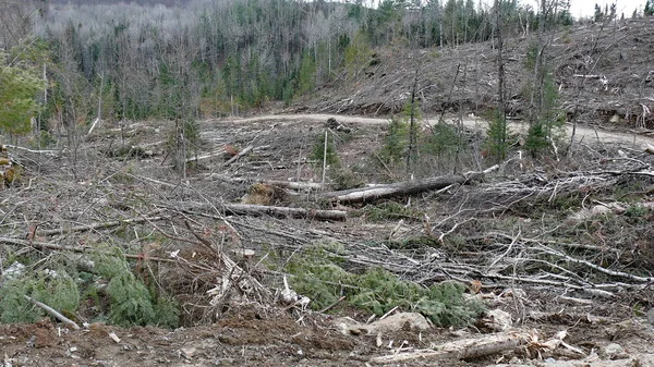 Bush destruction in Quebec. Canada, north America.