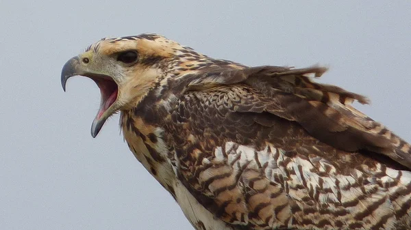 Wilde dieren in Bolivia, Zuid-Amerika. — Stockfoto