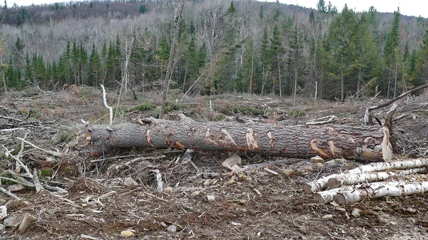 Bush imha Quebec. Kanada, Kuzey Amerika.