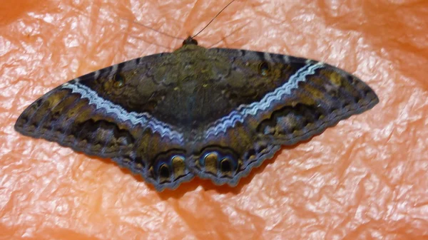 Insect in Bolivia, Zuid-Amerika. — Stockfoto