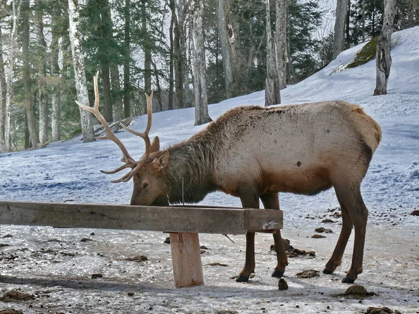 Geyik Quebec. Kanada, Kuzey Amerika.
