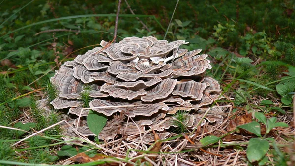 Mushroom in Quebec. Canada, north America. — Stock Photo, Image