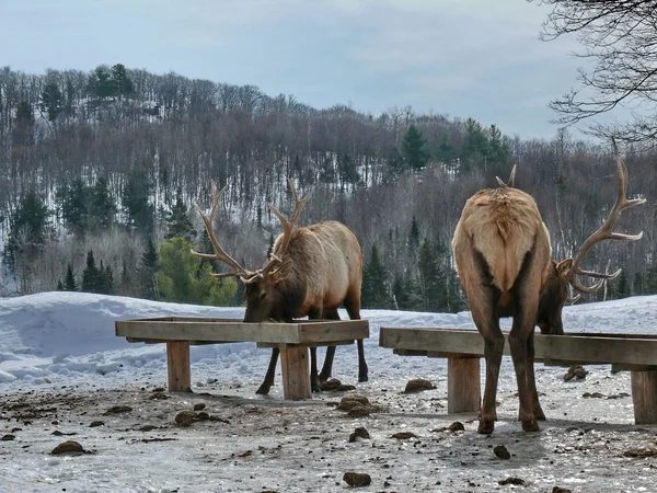 Geyik Quebec. Kanada, Kuzey Amerika.
