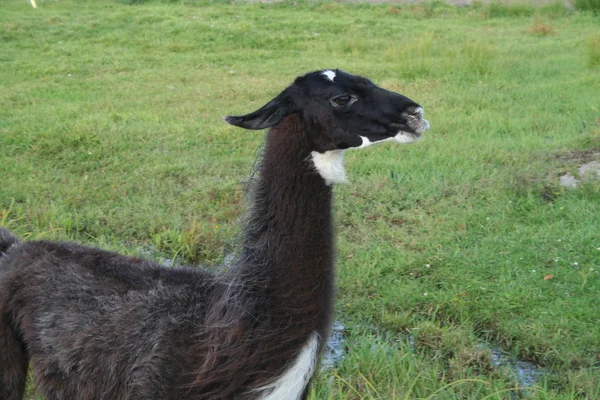 Lama in Quebec. Canada, Nord America . — Foto Stock