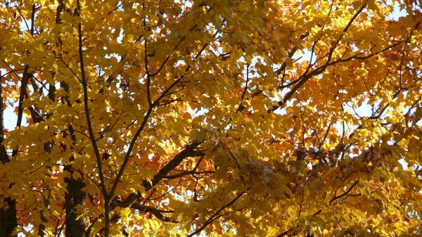 Quebec sonbaharda. Kanada, Kuzey Amerika.