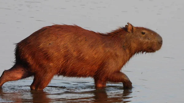 Kapybara i Bolivia, Sydamerika. — Stockfoto