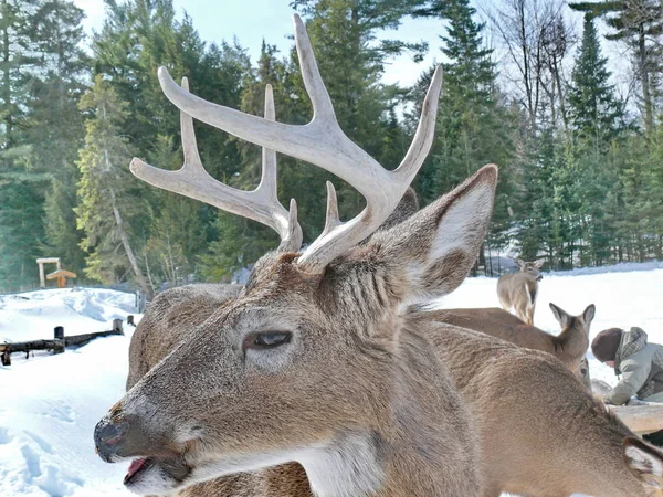 Geyik Quebec. Kanada, Kuzey Amerika.