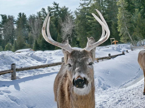 Geyik Quebec. Kanada, Kuzey Amerika.