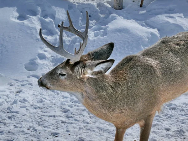 Geyik Quebec. Kanada, Kuzey Amerika.