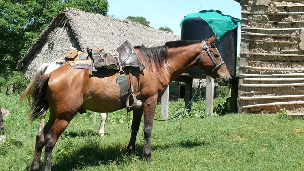 Estancia işaretleme. Bolivya, Güney Amerika.
