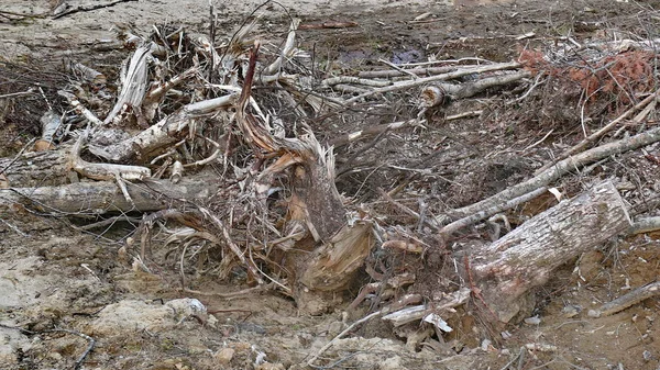 Bush zniszczenia w Quebec. Kanada, Ameryka Północna. — Zdjęcie stockowe