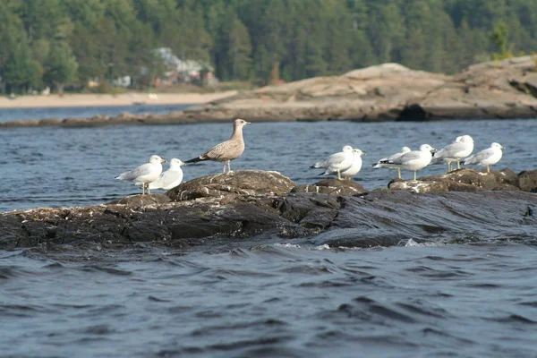 Gaivota em Quebec. Canadá, América do Norte . — Fotografia de Stock