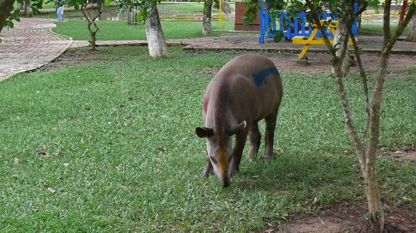 Tapirus Bolivya, Güney Amerika. — Stok fotoğraf