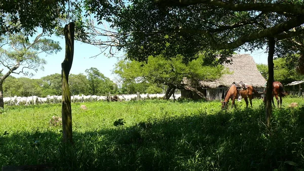 Estancia işaretleme. Bolivya, Güney Amerika.