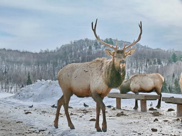 Geyik Quebec. Kanada, Kuzey Amerika.