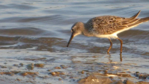 Sandpiper Bolivya, Güney Amerika.