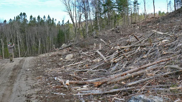 Bush imha Quebec. Kanada, Kuzey Amerika.