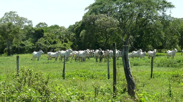 Estancia işaretleme. Bolivya, Güney Amerika.