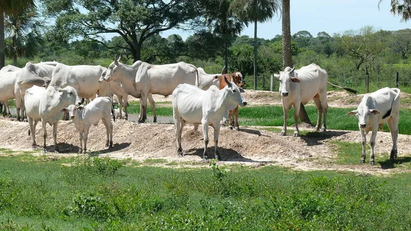 Estancia işaretleme. Bolivya, Güney Amerika.
