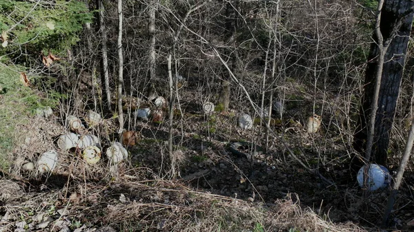 Bush imha Quebec. Kanada, Kuzey Amerika.