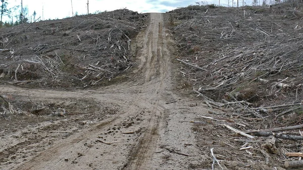 Bush imha Quebec. Kanada, Kuzey Amerika.