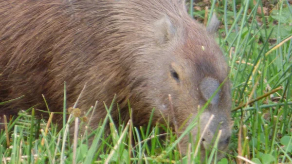 Capibara Bolivya, Güney Amerika. — Stok fotoğraf