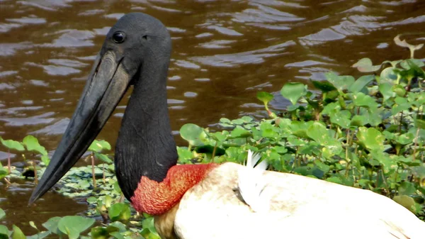 Jabiru in bolivien, südamerika. — Stockfoto