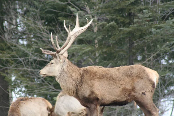Geyik Quebec. Kanada, Kuzey Amerika.