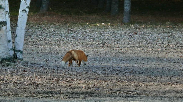 Fox au Québec. Canada, Amérique du Nord . — Photo