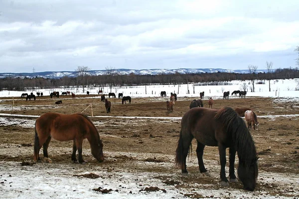 Quebec at. Kanada, Kuzey Amerika.